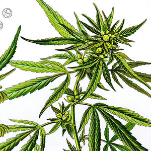 rsz_1cannabis_sativa_koehler_drawing