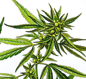 rsz_2cannabis_sativa_koehler_drawing